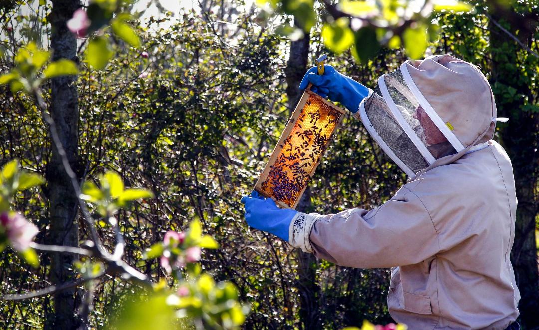 Bee Keeping Experience