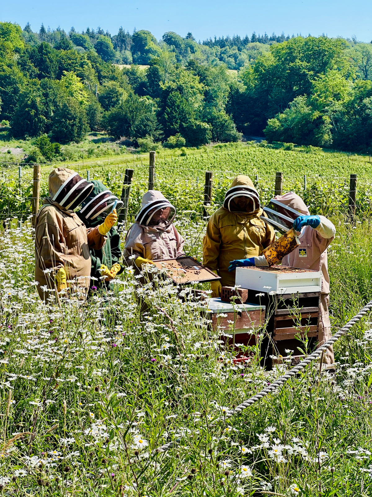 Bee Keeping Experience