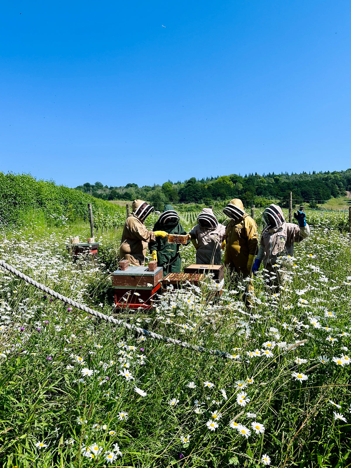 Bee Keeping Experience