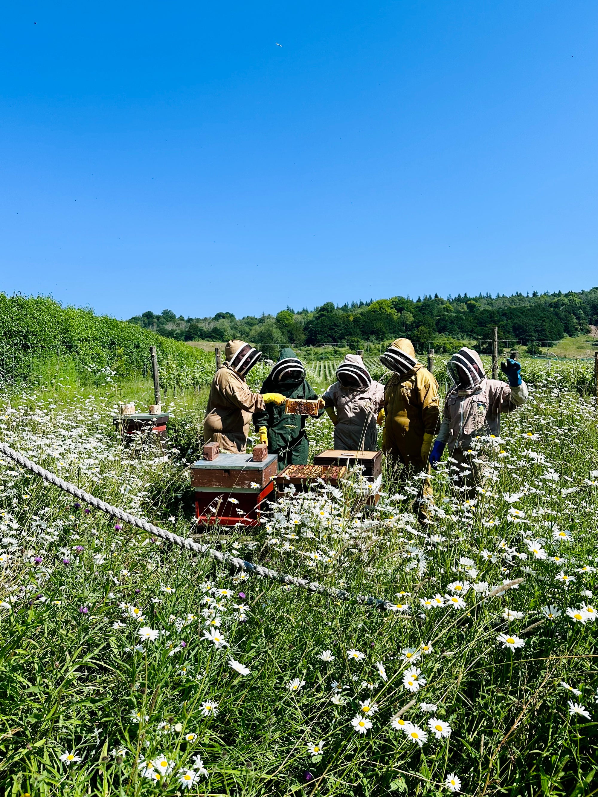 Bee Keeping Experience