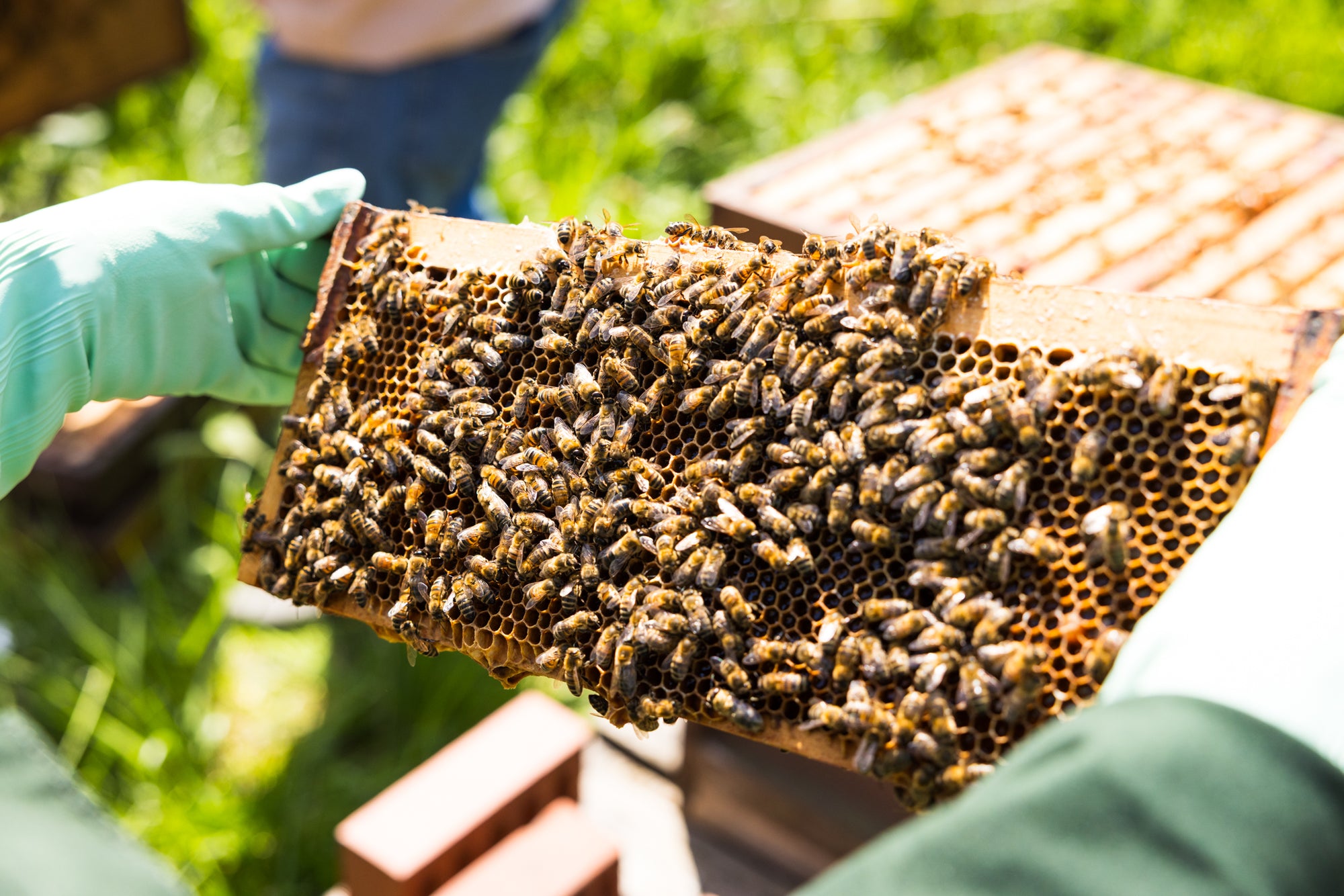 Bee Keeping Experience