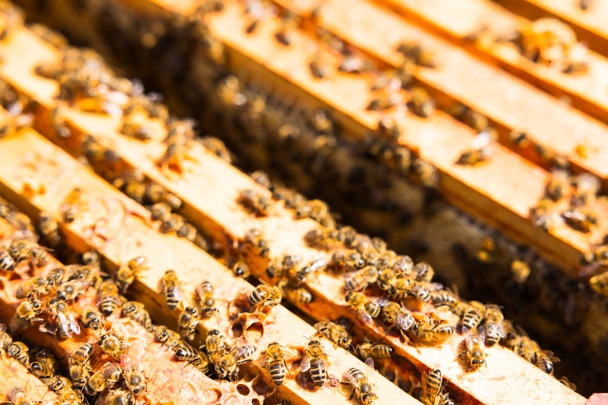 Bee Keeping Experience