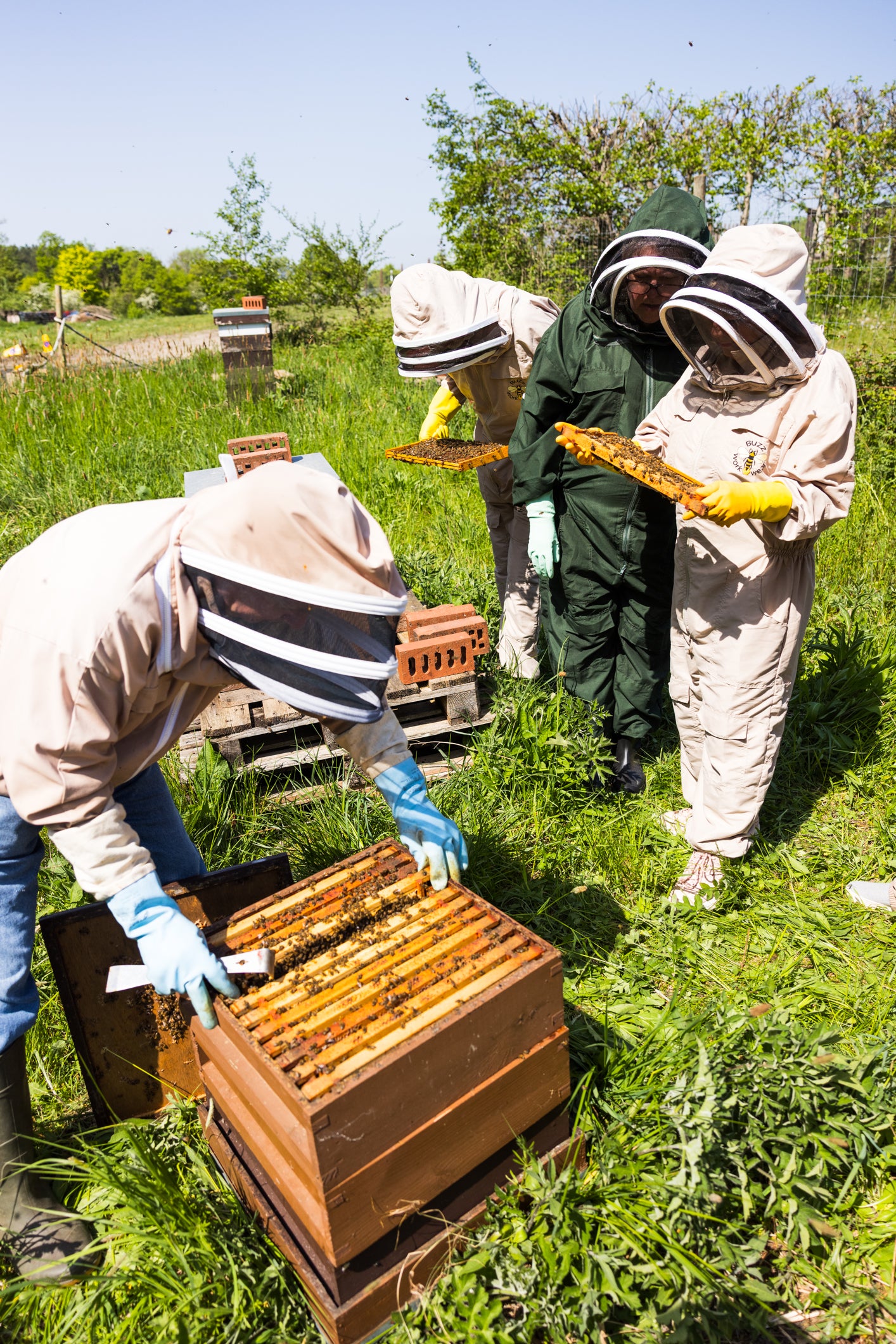 Bee Keeping Experience
