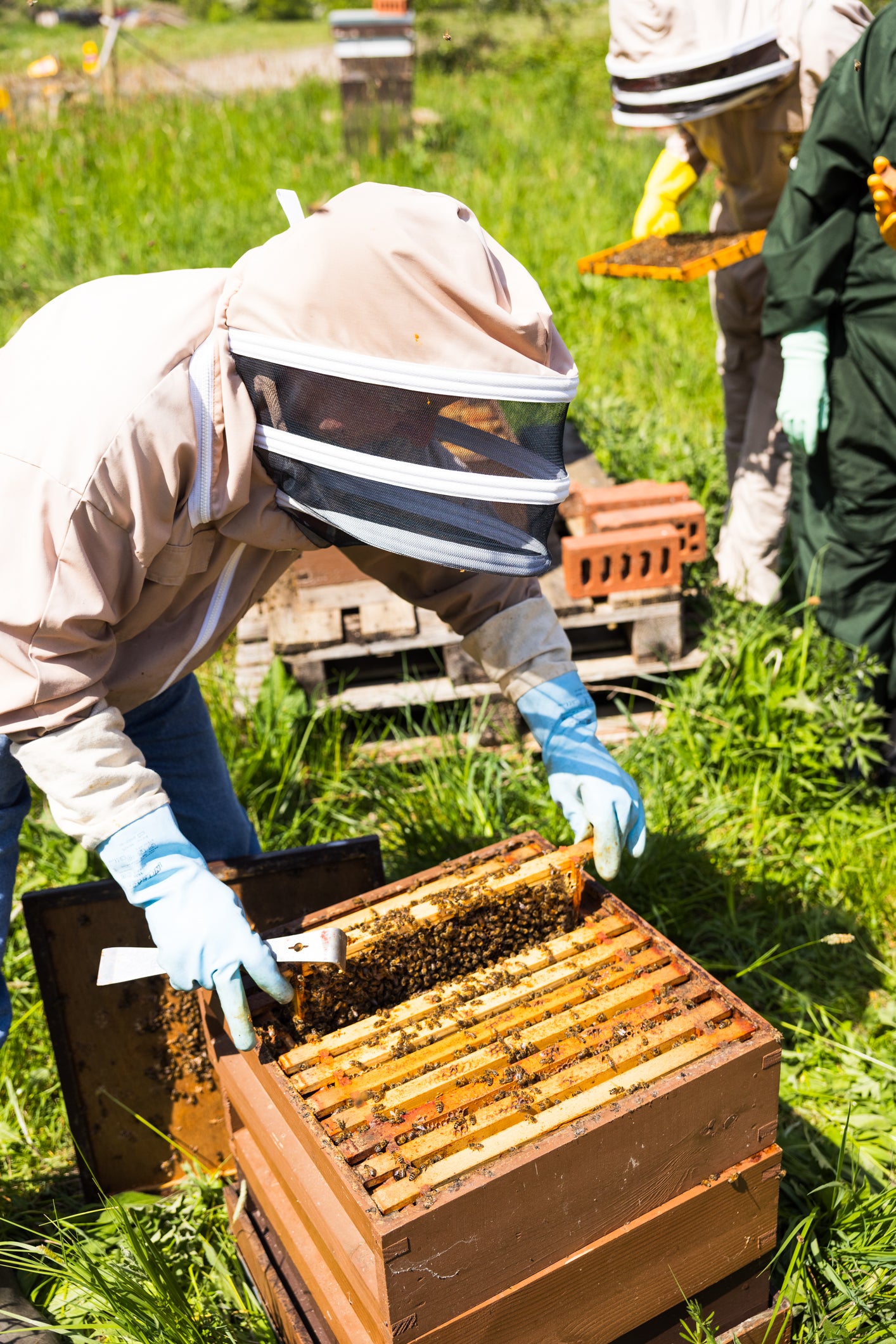 Bee Keeping Experience