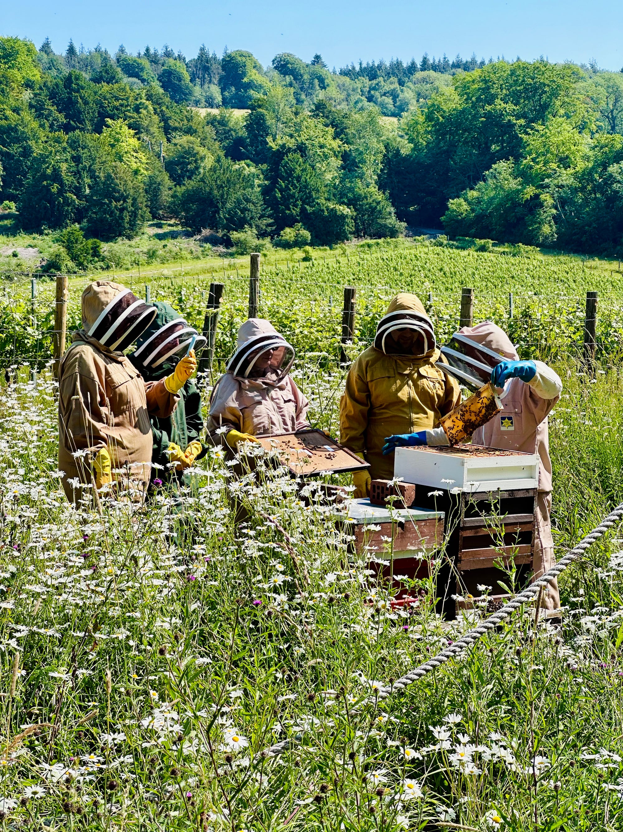 Bee Keeping Experience
