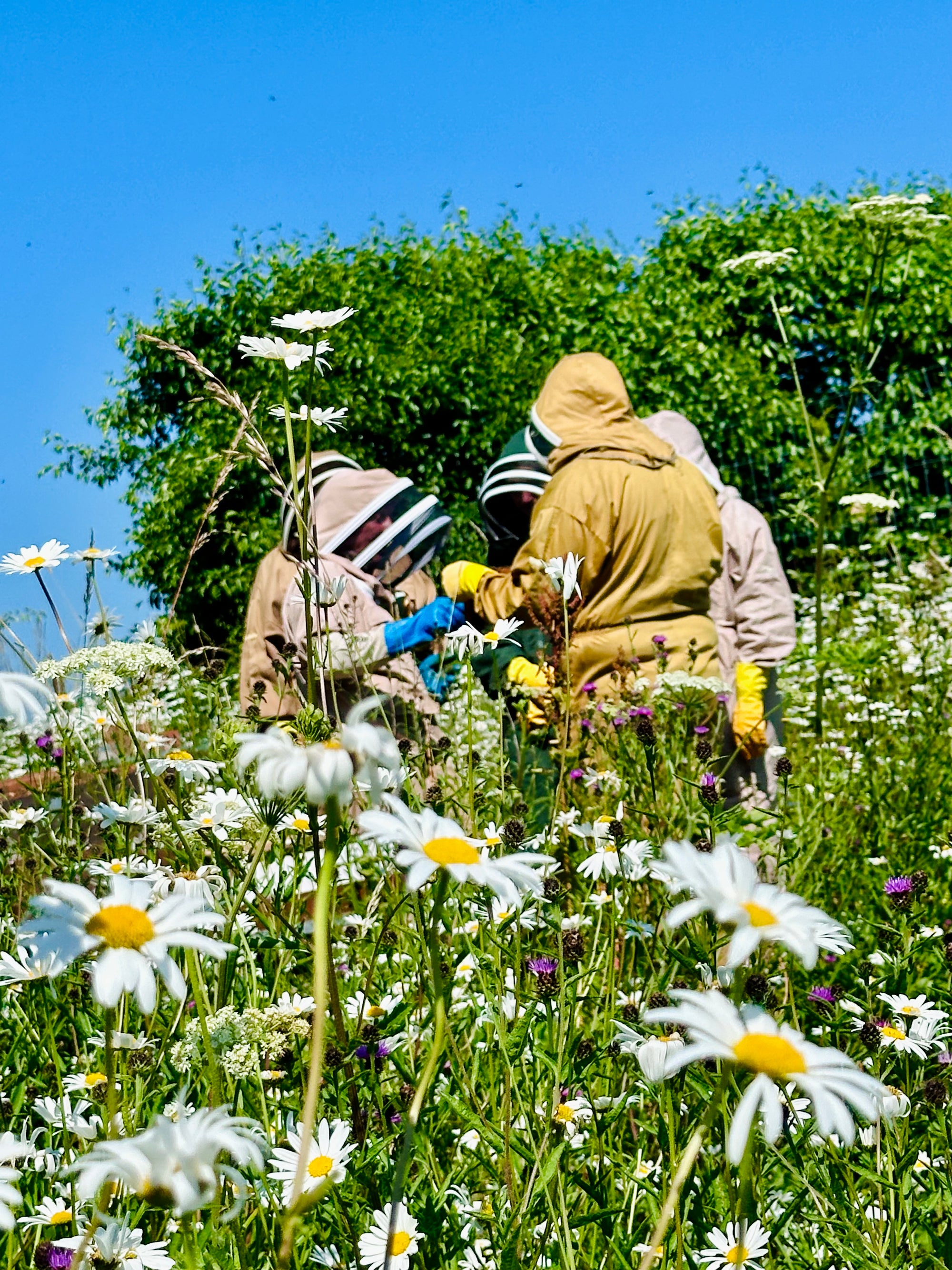 Bee Keeping Experience